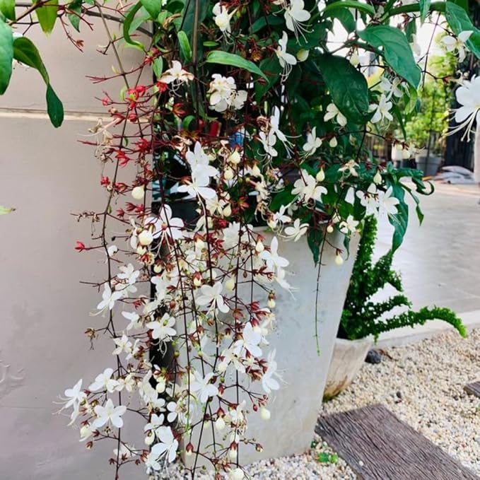 Clerodendrum Plant Live, Houseplant Well Rooted, Fragrant Light Bulb Chain of Glory Flowers Vine, 5 to 9 Inch Tall, No Pot (Clerodendrum Wallichii Smithianum)