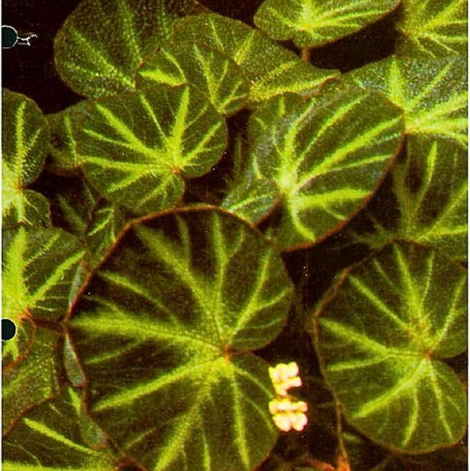 Begonia Plants Live, Rare Begonias Indoor Growing, Hanging Basket, Starter 5 to 9 Inc Tall (Trailing)