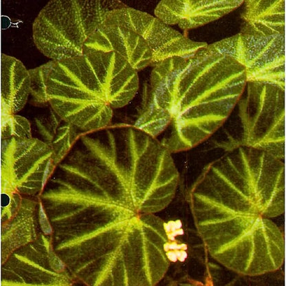 Begonia Plants Live, Rare Begonias Indoor Growing, Hanging Basket, Starter 5 to 9 Inc Tall (Trailing)