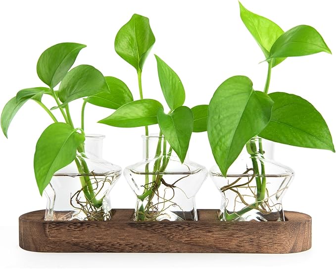 Plant Propagation Stations, Plant Lover Gift, Star Shaped Glass Vase with Wooden Stand for Propagating Hydroponic Home Office Garden Decor