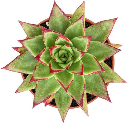 Live Succulent Plants Echeveria agavoides 'Lipstick', Rare Succulents Fully Rooted in 4" Pots with Soil, Easy-Care House Plant, Standard Packaging