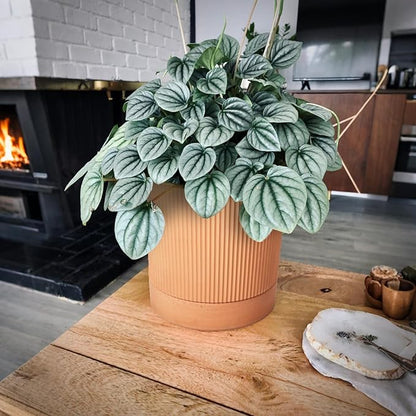 Modern Terracotta Pots, 6 Inch Ribbed Textured Clay Planter Pots with Drainage Hole & Saucer, Garden Pots for Indoor/Ourdoor Plants, Succulent Cactus & Herb