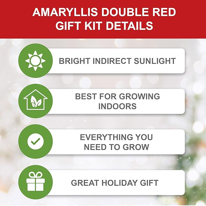 Garden State Bulb Red Double Amaryllis Bulb Gift Kit, 26/28cm (White Planter)