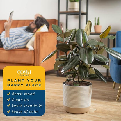 Costa Farms Burgundy Rubber Live Plant in Decorative Pot, Air Purifying Large Indoor Houseplant, Perfect for Home, Room, or Office Decor, Great House Warming or Birthday Gift, 2-3 Feet Tall