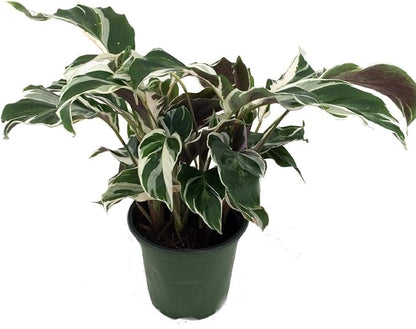 Fusion White Peacock Plant - Calathea - Easy House Plant - 4" Pot