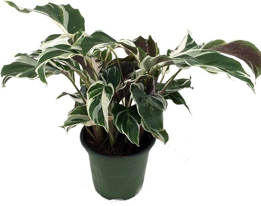 Fusion White Peacock Plant - Calathea - Easy House Plant - 4" Pot