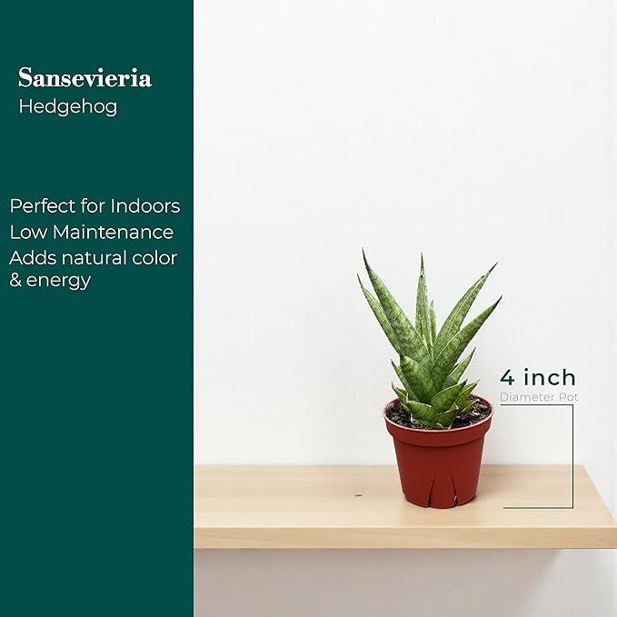 CoollectivePlants Sansevieria Pagoda Green – Live Snake Plant in 4" Growers Pot - Layered Foliage, Easy Care Indoor Houseplant