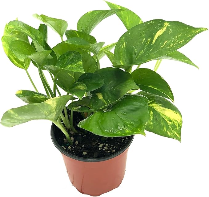 Live Pothos Plants - Epipremnum aureus Golden Pothos and ‘Marble Queen Pothos’ Bundle - ragnaroc Tropical Plant 5-8” Tall - 2ct Live Arrival Guaranteed - House Plants for Home Decor & Gift