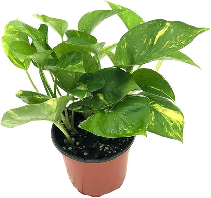 Live Pothos Plants - Epipremnum aureus Golden Pothos and ‘Marble Queen Pothos’ Bundle - ragnaroc Tropical Plant 5-8” Tall - 2ct Live Arrival Guaranteed - House Plants for Home Decor & Gift