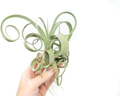 Air Plant Shop 5 Pack Tillandsia Curly Slim (T. Intermedia x T. Streptophylla) Air Plant - Succulents - Live Tillandsia - Easy Care Indoor and Outdoor House Plants
