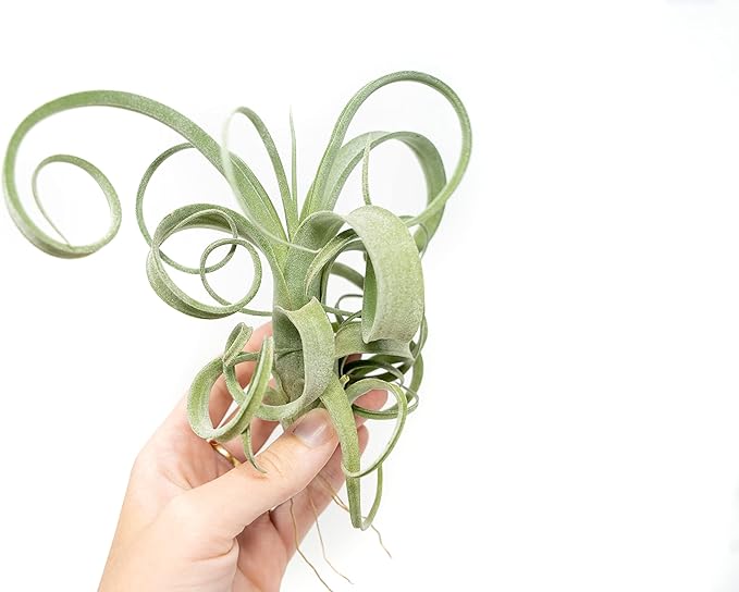 Air Plant Shop 3 Pack Tillandsia Curly Slim (T. Intermedia x T. Streptophylla) Air Plant - Succulents - Live Tillandsia - Easy Care Indoor and Outdoor House Plants