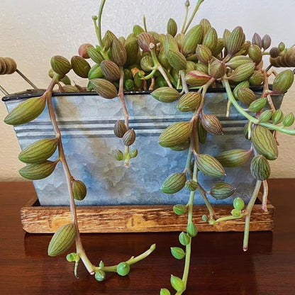 Variegated String of Pearls Live Plants, Easy Indoor Trailing Succulent in 4" Pot, Hanging Succulent Houseplant Indoor Outdoor Planting