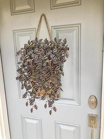 DILATATA Fake Hanging Plants Artificial Hanging Plants 181 Leaves Faux Wandering Jew Hangings Leaves Plant for Wall Shelf Home Indoor Outdoor Decor - 5 Pack