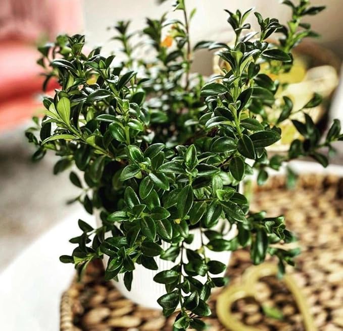 Nemetanthus Candy Corn | Brazilian Firecracker Live Plant for Indoor | Different Houseplants in 4'' & 6'' Pot | Real House Plant for Living Room, Office, Desk & Bathroom