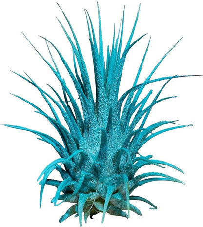 Air Plants 3 Pack - Tillandsia Ionantha - 3 Hole Planter - Organically Enhanced Color - Live Arrival Guaranteed - House Plants for Home Decor & Gift (3Pk + Black Planter) (3Pk Turquoise + Tan 3 Hole)