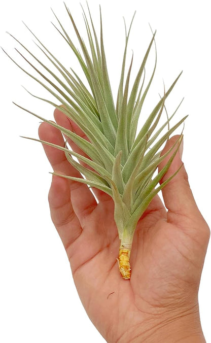 ragnaroc Air Plants - Flowering Tillandsia Lilla Lilac, Large 5" - 1ct - Live Arrival Gauranteed - House Plants for Home Decor & Gift