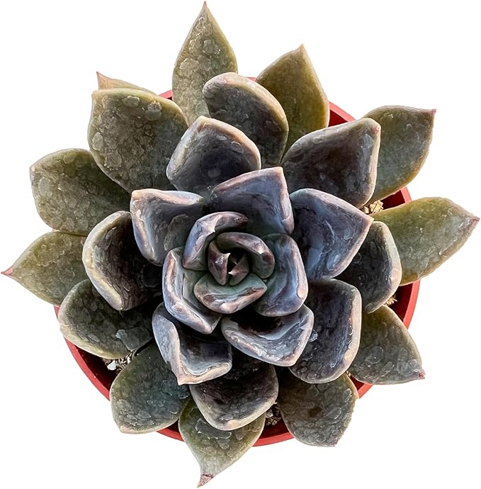 Live Succulent Plants (Echeveria 'Blue Prince'), Easy Care Potted Succulents, Approx 4" D x 5" H, Indoor Houseplant, Unique Gifts, Home Office Décor
