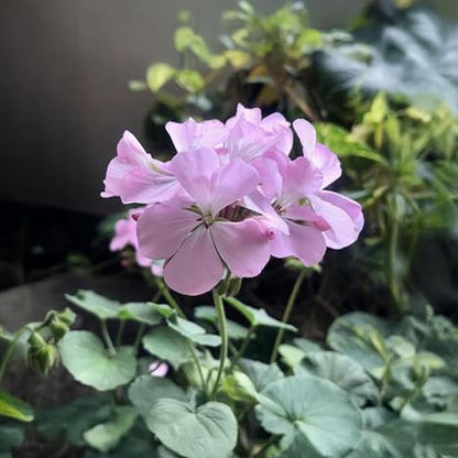 Park Seed Geranium Flowering Plant Seeds, Pinto Premium Lavender Variety with Fragrant 5–6 Inch Bloom Heads, Compact and Heat-Resistant, Pack of 10