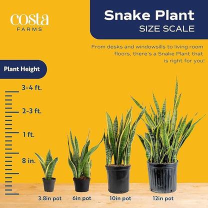Costa Farms Snake Plant, Extra Large Live Plant in Plastic Pot, Easy to Maintain, Air Purifying Succulent Indoor Houseplant, Assorted Variety, Home, Room, or Boho Decor, 3-4 Feet Tall