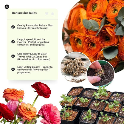Orange Ranunculus Flowers Bulbs for Spring Planting, Perennial Flower Bulbs, Early Spring Flower to Plant Outside, Colorful Blooms Groundcover Bulbs, Top Size