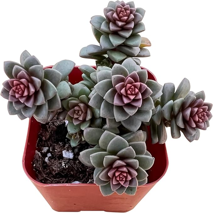 Sprout N Green X Cremnosedum cv. Little Gem, Live Succulent Fully Rooted in 2in Pot, Rare House Plant for Home Indoor Holiday Wedding Garden Decor, DIY Projects, Party Favor