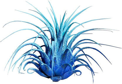 Air Plants - Tillandsia Ionantha - Organically Enhanced Color - Live Arrival Guaranteed - House Plants for Home Decor & Gift (2 Tone 4pk) (2 Tone 4Pk Coastal Hues)