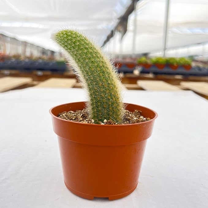 Sprout N Green Monkey Tail Cactus | Hildewintera colademononis, Live Cacti Plant Rooted in 4in Nursery Pot, Indoor Outdoor Office Home Décor