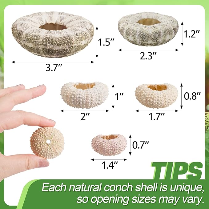 5 Pack Mini Sea Urchin Shell Air Plant Holders- 1.4-3.7 Inch Decorative Airplant Pot, Tabletop Air Tillandsia Succulent Display Container for Home Garden Decor Beach Theme Party Favors (No Plants)