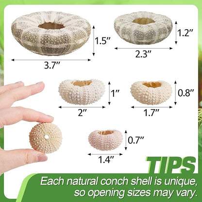 5 Pack Mini Sea Urchin Shell Air Plant Holders- 1.4-3.7 Inch Decorative Airplant Pot, Tabletop Air Tillandsia Succulent Display Container for Home Garden Decor Beach Theme Party Favors (No Plants)
