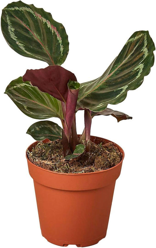 Calathea Roseopicta Medallion Live Plant for Indoor | Different Houseplants in 4'' & 6'' Pot | Real House Plant for Living Room, Office, Desk & Bathroom | Peacock Zebra