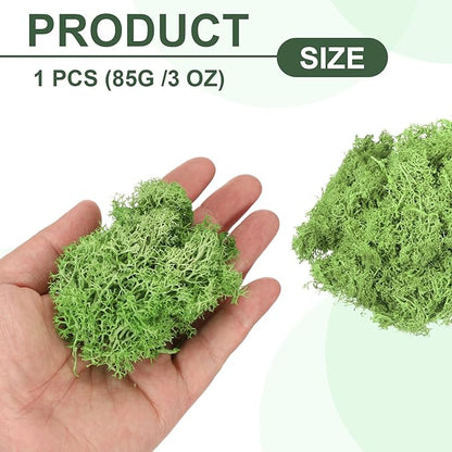 MECCANIXITY 3oz Preserved Reindeer Moss, Grass Green Decorative Artificial Fake Moss for Potted Plants Indoor Crafts Lichen Centerpieces Decor