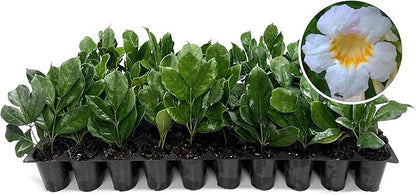 Radermacha | 1 Live Plants | Radermachera Sinica | Lush Indoor Tree | Live Houseplant | Easy Care | Air Purifying | Decorative Foliage | Fast Growing | Ideal for Home Or Office Decor