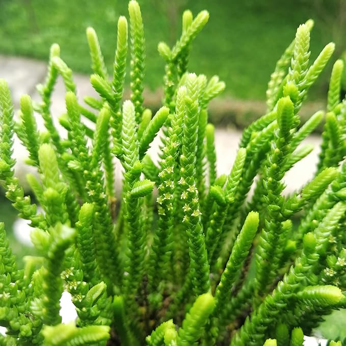 Sprout N Green Watch Chain, Rare Live Crassula muscosa Succulent Plant Fully Rooted in 4" Planter with Soil, Home Office Indoor Outdoor Wedding Decoration DIY Projects Party Favor