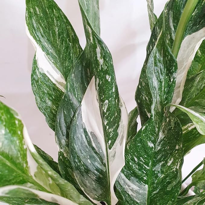 Peace Lily Plant Indoor Live, Well Rooted Peace Lily House Plant, White Flower, Plant Peace Lily Houseplant (Variegated)