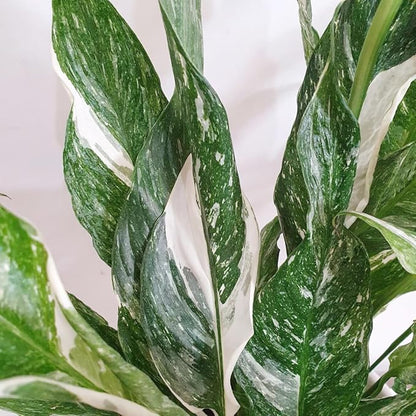 Peace Lily Plant Indoor Live, Well Rooted Peace Lily House Plant, White Flower, Plant Peace Lily Houseplant (Variegated)