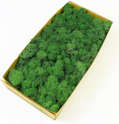 Preserved Reindeer Moss Natural Green DIY Kit Gardenning Art Wall Decor Florist Decor Easter Table Decor Wedding