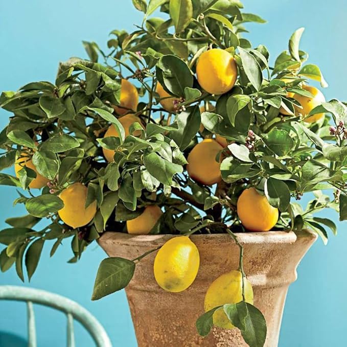 Meyer Lemon Tree Live Plant, Citrus Starter Plant 2-4” Tall in 4” Pot, Fragrant Yellow Citrus Tree