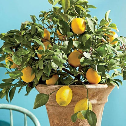 Meyer Lemon Tree Live Plant, Citrus Starter Plant 2-4” Tall in 4” Pot, Fragrant Yellow Citrus Tree