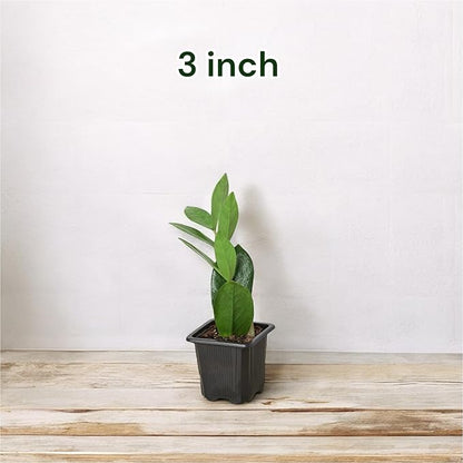 ZZ Plant 3/4/6/8" - Zamioculcas Zamiifolia Raven Plant- Indoor Easy Care House Plant - Live Plant (3" Pot)