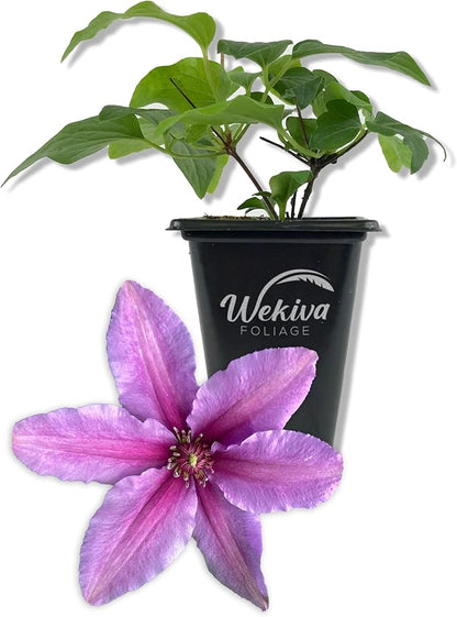 Clematis Tumaini - Live Starter Plant in a 2 Inch Growers Pot - Starter Plants Ready for The Garden - Rare Clematis for Collectors