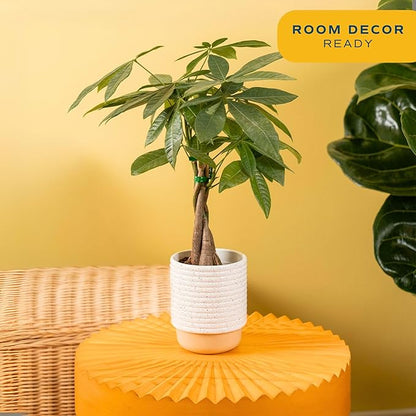 Costa Farms Money Tree Live Plant in Decorative Pot, Air Purifying, Braided Indoor Houseplant, Perfect for Home, Room, or Office Decor, Great House Warming or Birthday Gift, 12-16 Inches Tall