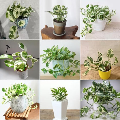 Live Pothos Plant, Pothos Live Plant from 5 to 7 Inc Tall, Houseplant Plant Gardening, 4 Inc Pot (Variegated)