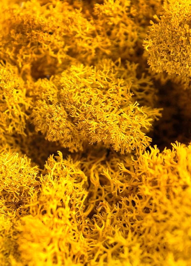 SuperMoss (23153) Reindeer Moss Preserved, Mango, 8oz