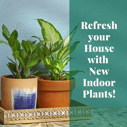House Plant Shop | Monstera 'Minima' - 4" Pot |Live Indoor Plant | Easy to Care | Natural Décor Plant | Great Gifts| Free Care Guide