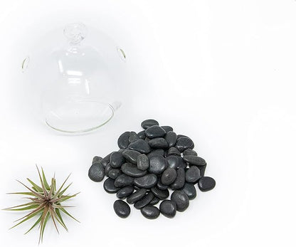 Stunning Flat Bottom Globe Plant Terrarium Kit - Small Assorted Air Plant and Black Stones in Propagation Jar - Home and Garden Decor Plants Pot - Easy Care Indoor and Outdoor Plants Vase