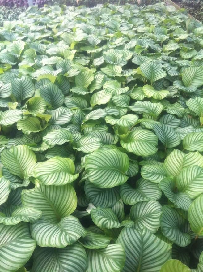 Calathea Orbifolia - Live Plant in a 4 Inch Pot - Calathea Orbifolia - Beautiful Easy to Grow Air Purifying Indoor Plant
