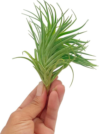 ragnaroc Air Plants - Flowering Tillandsia Pink Paske Large 5" - 5ct - Live Arrival Guaranteed - House Plants for Home Decor & Gift