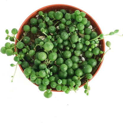 Shop Succulents String of Pearls Hanging Succulent, Senecio Rowleyanus, Fully Rooted Live 4" Succulent Plant, Low Maintenance Indoor Plant, Hardy Succulents, Trailing Succulents, Gift & Garden
