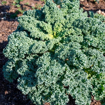 Kale Plant, 4 Inch Pot, Vegetable Kale Plants Potted