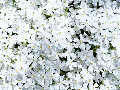 Greenwood Nursery: Live Ground-Cover Plants - White Creeping/Moss Phlox + Subulata - [Qty: 3X Pint Pots] - (Click for Other Available Plants/Quantities)